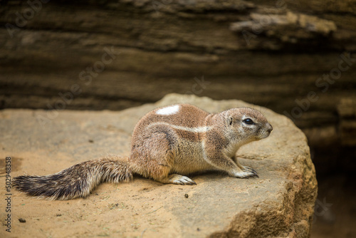 cape ground squirrel in nature park