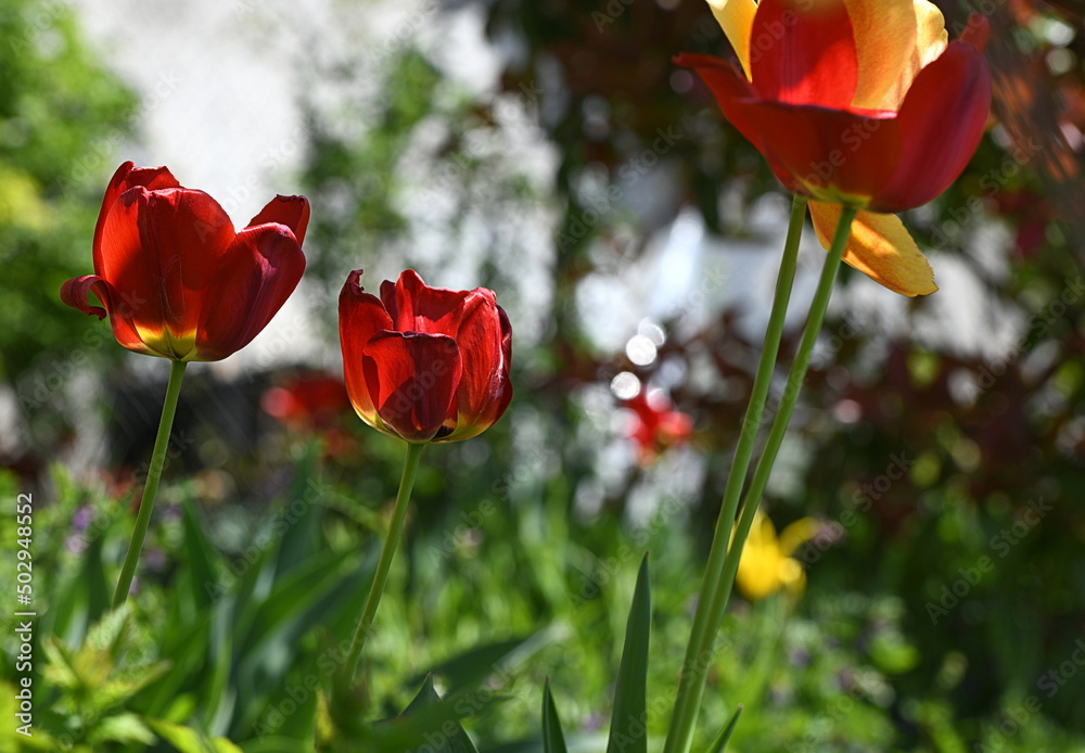 Obraz premium red tulips in the garden