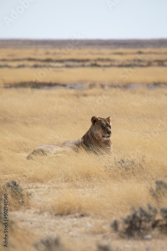 Lioness in the wild Africa