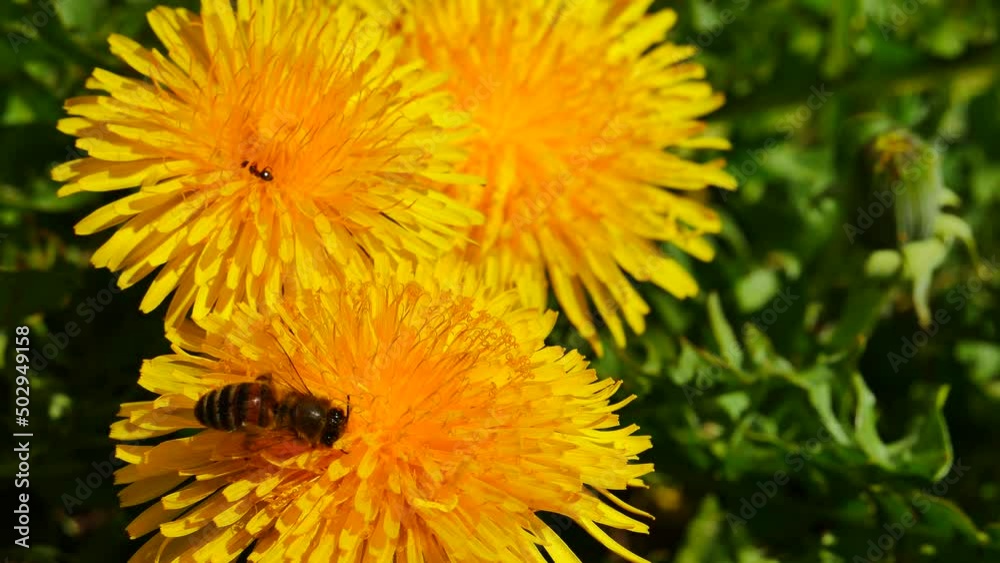 A bee flies to a dandelion flower and flies away. A bee flies to a dandelion flower and flies away.