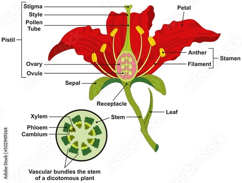 Common flower parts infographic diagram structure including stem leaf sepal receptacle stamen pistil and petal vector drawing illustration for biology botany science education plant anatomy photo