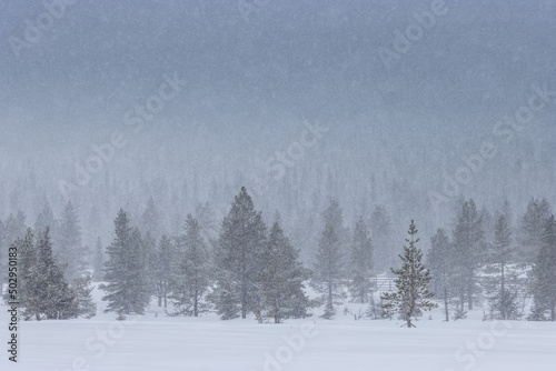 forest in finnish lapland during heavy snowstorm