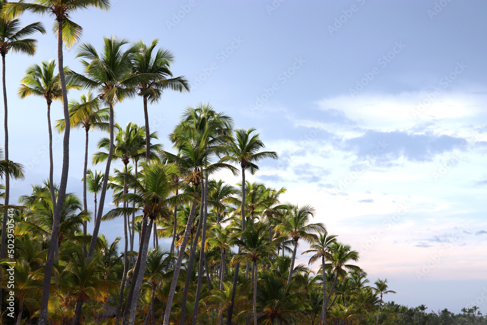 Coconut palm trees on background of blue sky with clouds. Tropical beach in morning, paradise nature Coconut palm trees on background of blue sky with clouds. Tropical beach in morning, paradise nature