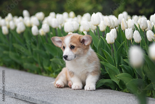Corgi puppy sitting near white tulips © love_dog_photo
