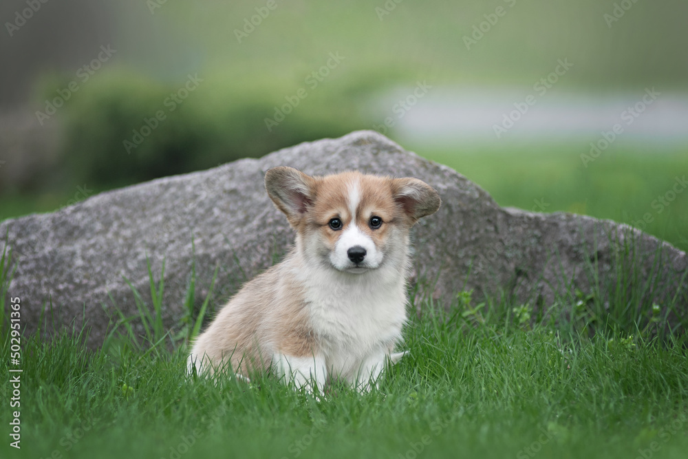 Corgi Pembroke puppy sitting in the park on green grass Corgi Pembroke puppy sitting in the park on green grass