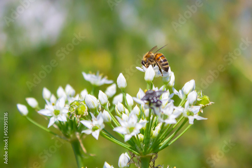 Honey bee apis mellifera on white flower while collecting pollen on green blurred background close up macro
