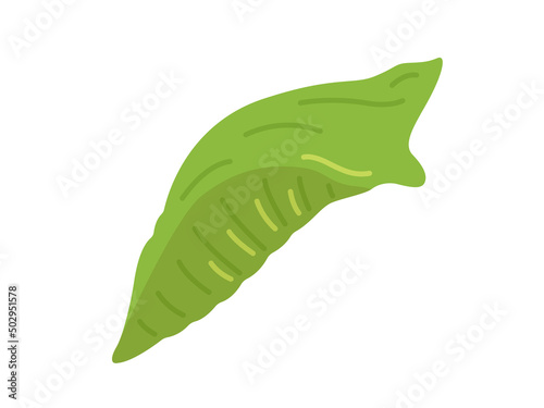 アゲハチョウの蛹のイラスト