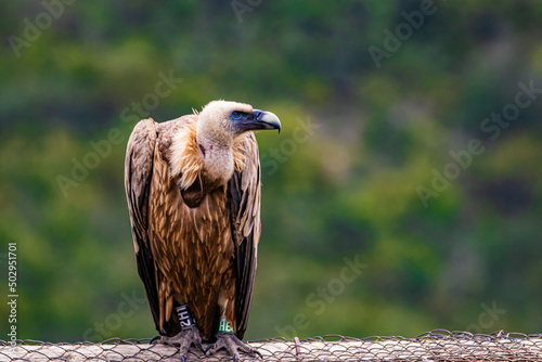 portrait of a vulture close up photo