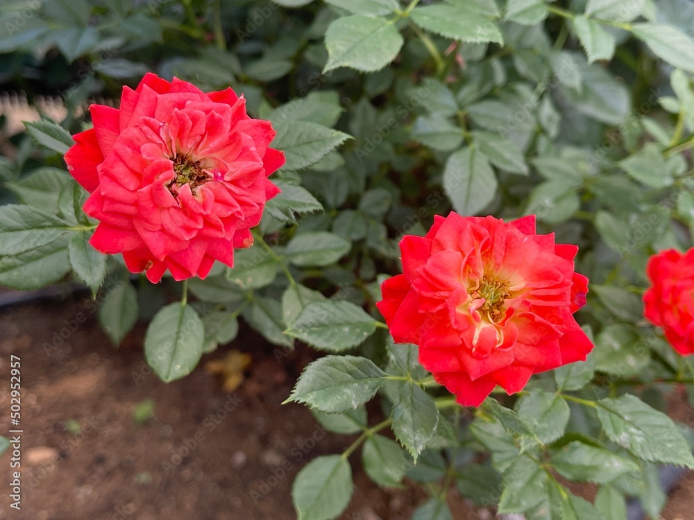 FLOWER FLOWER