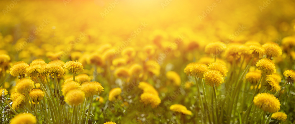 żółty mniszek lekarski w promieniach słońca na porannej łące jako baner - obrazy, fototapety, plakaty 