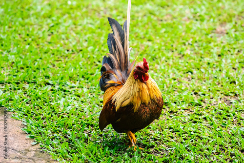 фотографія Bantam chicken or ayam kate or ayam katai in Indonesian language, looking for food on green field