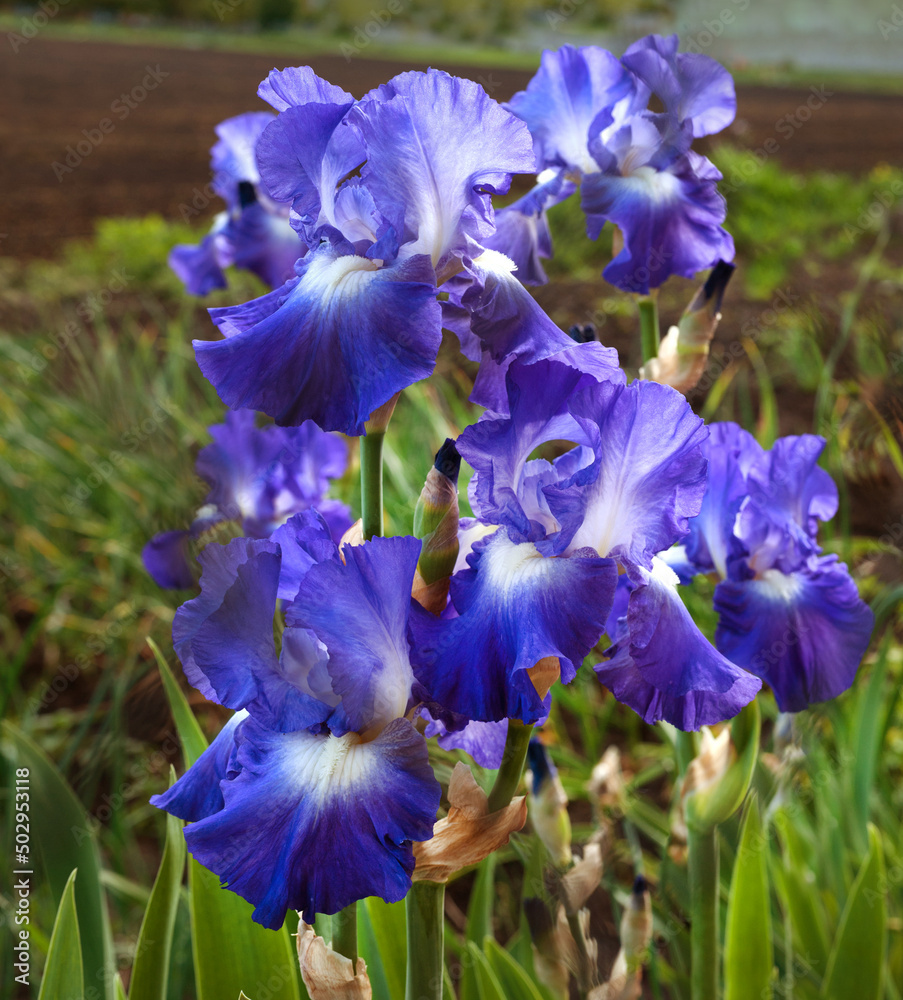 purple irises, flowers close up, detail on one blurred background