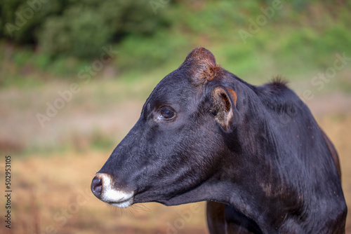 Close-up photography of a cow head on a pasture field. Captured at a farmland near the town of Arcabuco  in the central Andean mountains of Colombia.