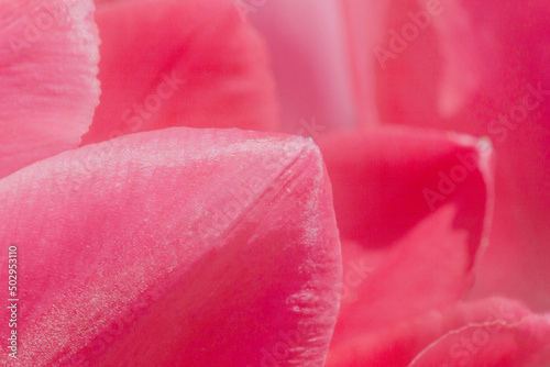 close up of pink tulips petals