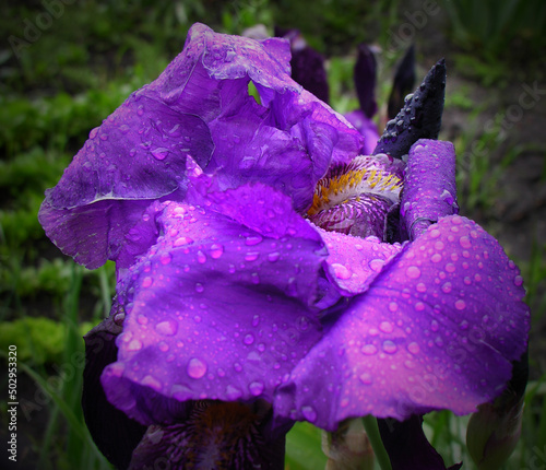 Purple iris selective focus on flower petals with drops, close up