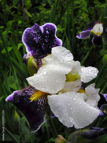 rain drops after rain Purple-white iris with selective focus on one blurred b...