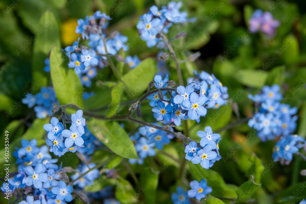 pretty blue flowers of forget me nots a symbol of true love and respect pretty blue flowers of forget me nots a symbol of true love and respect