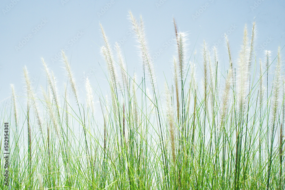 Fototapeta premium Closeup grass flowers with blue sky background