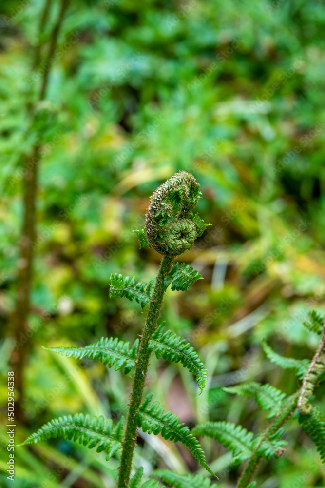 beautiful fern frond unfurling in the spring sunshine beautiful fern frond unfurling in the spring sunshine