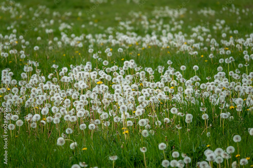 field full of dandelion seed heads clocks field full of dandelion seed heads clocks