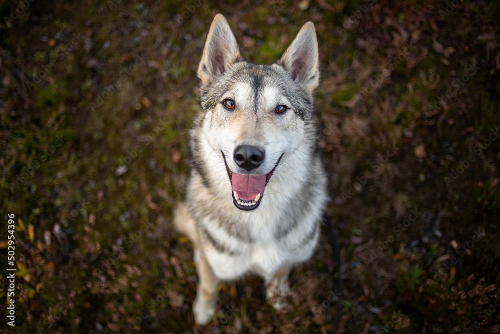 Portrait of young happy laika dog looking at camera