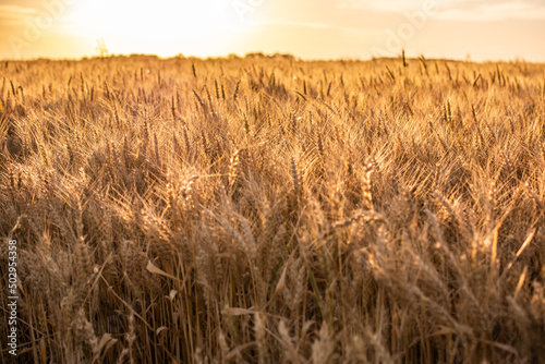 Field wheat