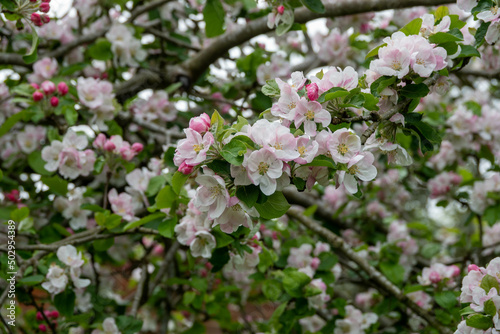 blossom of the crab apple a symbol of fertility and a forager's delight associated with love and marriage