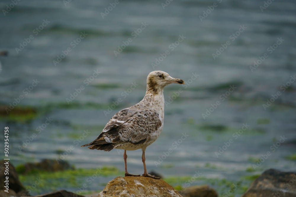Yellow-legged Gull (Larus michahellis) perched on a rock Yellow-legged Gull (Larus michahellis) perched on a rock