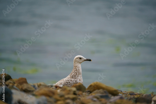 Yellow-legged Gull (Larus michahellis) perched on a rock