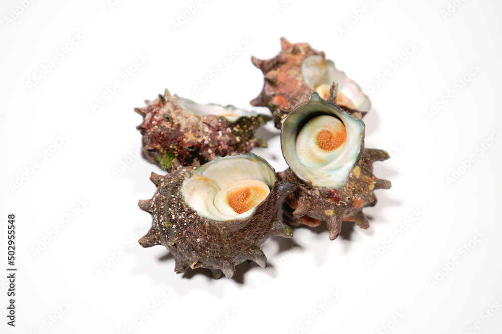 新鮮なサザエのイメージ画像 新鮮なサザエのイメージ画像