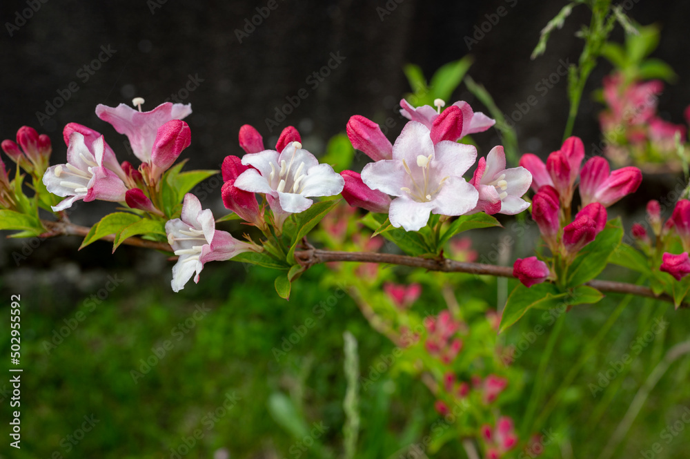 fleurs fleurs