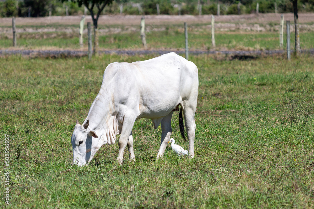 Cow in a field, grazing. Green grass and a bird beside. Selective focus. Cow in a field, grazing. Green grass and a bird beside. Selective focus.