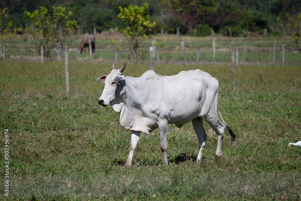 Cow in a field, grazing. Green grass. Selective focus. Cow in a field, grazing. Green grass. Selective focus.