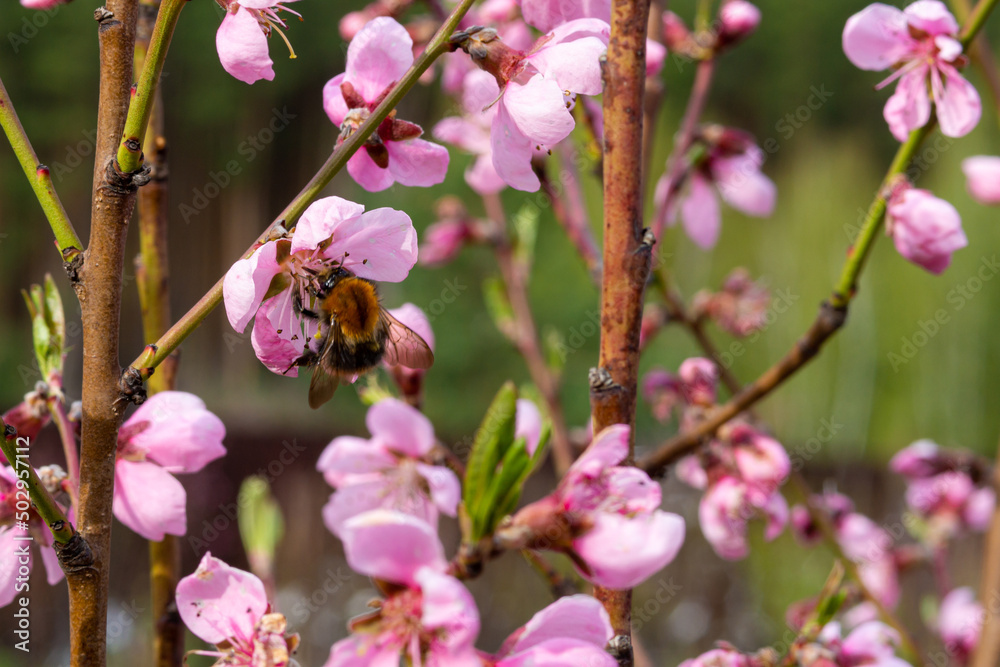 Large delicate saturated beautiful pink sakura flowers Large delicate saturated beautiful pink sakura flowers