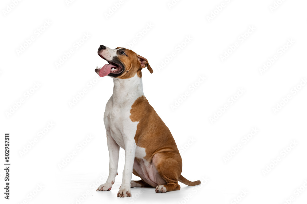 Portrait of cute puppy of Staffordshire terrier dog isolated on white studio background. Looks happy, delighted. Portrait of cute puppy of Staffordshire terrier dog isolated on white studio background. Looks happy, delighted.