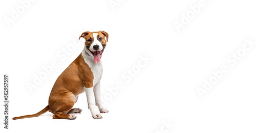 Profile view of purebred dog, Staffordshire terrier sitting on floor isolated on white studio background. Looks happy, delighted. Flyer © master1305