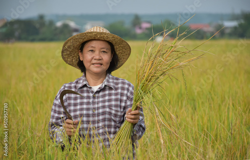 Portrait of an elderly Asian woman farmer who is holding a bouquet of riceear and harvest sickle near her rice paddy field happily. Happy life concept.