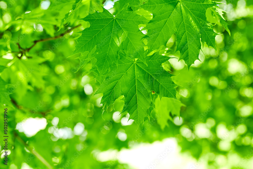 Fresh green maple leaves background with daylight. Fresh green maple leaves background with daylight.
