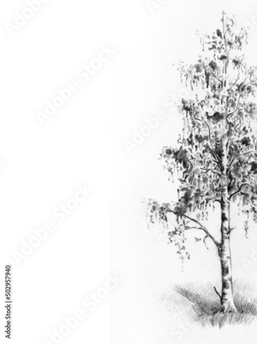 Tall birch tree. Pencil drawing