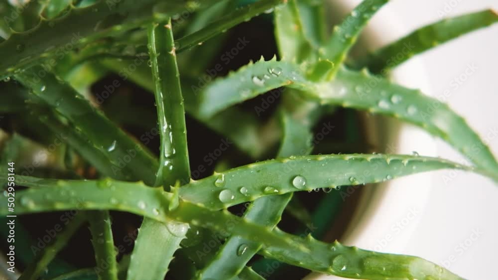 Aloe vera houseplant with water drops close-up. Plant for skincare and health Aloe vera houseplant with water drops close-up. Plant for skincare and health