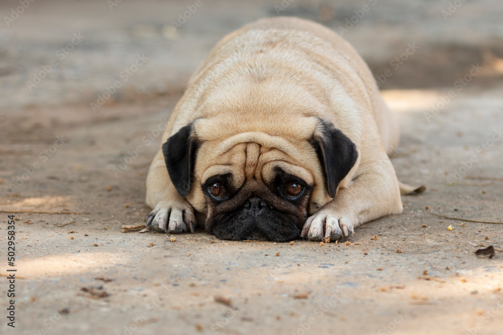 Obraz premium lovely Pug dog lying on dirty cement floor
