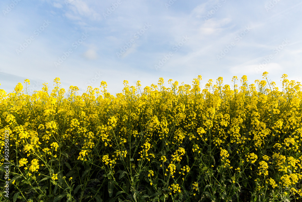 Fototapeta premium Rapeseed - Oilseed Rape Field - Side with sky