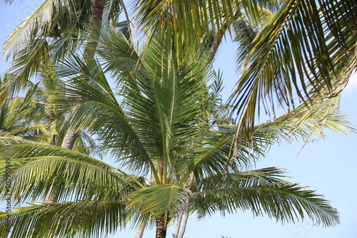 Tropical coconut palm leafs against blue sky and sun light