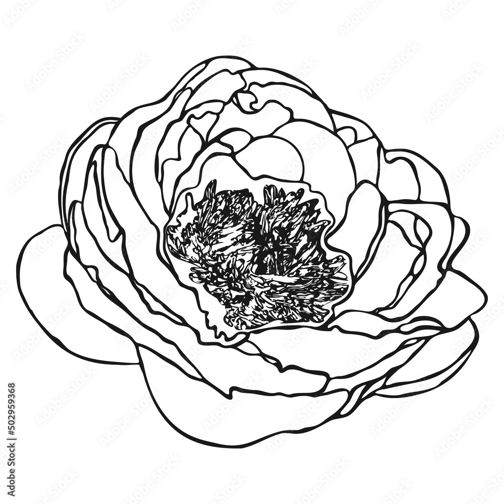 Peony flower sketch. Doodle peony sketch. Simple hand drawing of a flower. Black outline. Vector illustration. Peony flower sketch. Doodle peony sketch. Simple hand drawing of a flower. Black outline. Vector illustration.