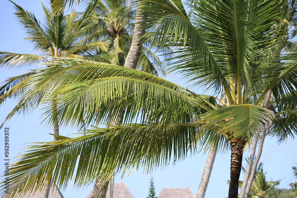 Tropical coconut palm leafs against blue sky and sun light