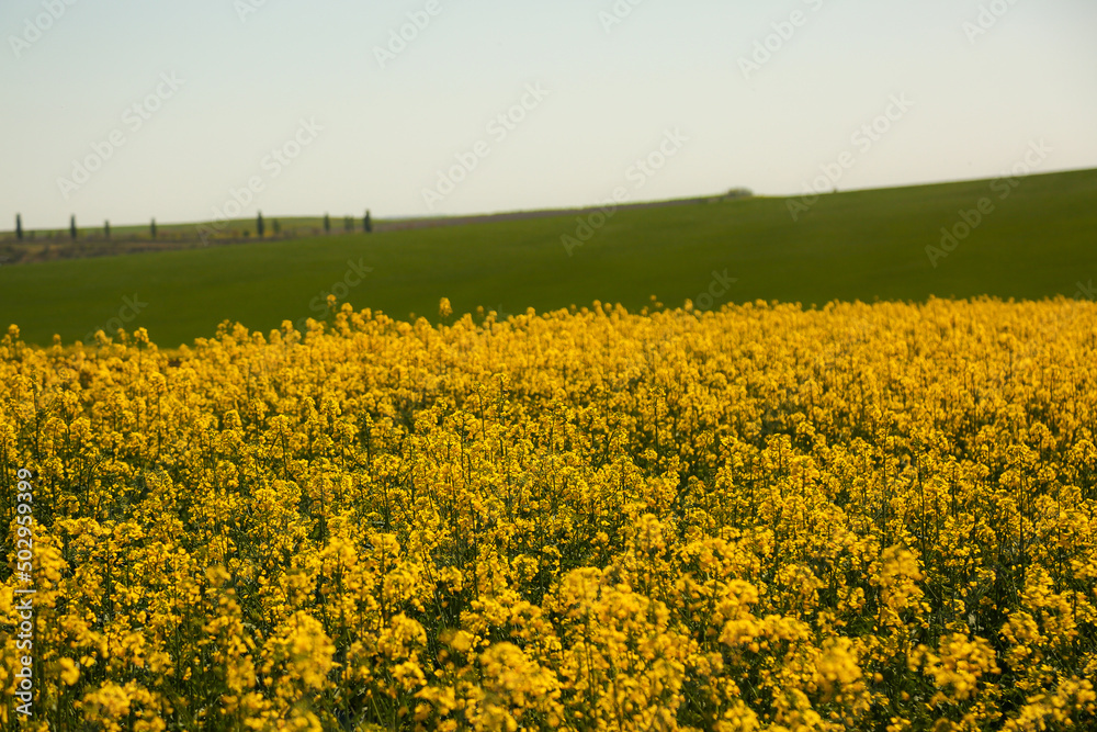 A field of yellow rapeseed flowers