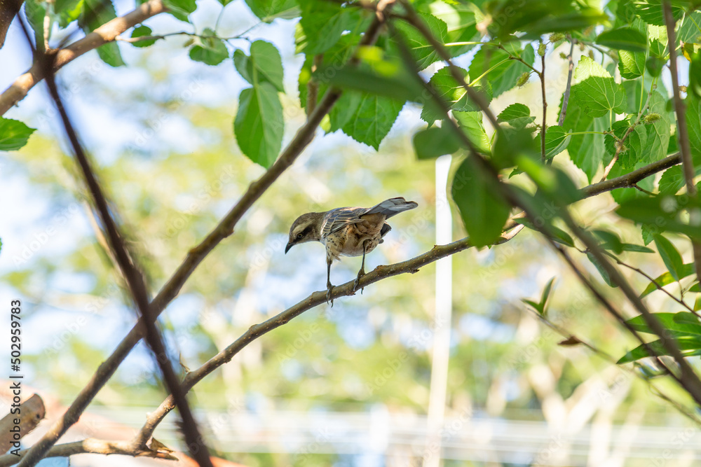 Mimus saturninus. Um pássaro empoleirado em um galho de uma árvore frondosa. Mimus saturninus. Um pássaro empoleirado em um galho de uma árvore frondosa.