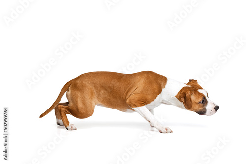 One Staffordshire terrier dog posing isolated on white studio background. Looks happy, delighted. Concept of motion, action, pet's love photo