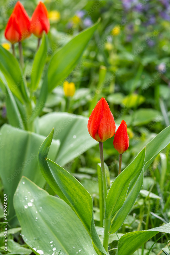 Fototapeta premium Tulips with red buds on a flower bed in the park closeup
