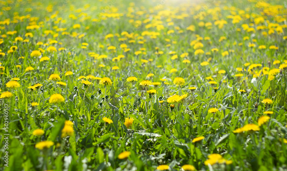 field of yellow flowering dandelions